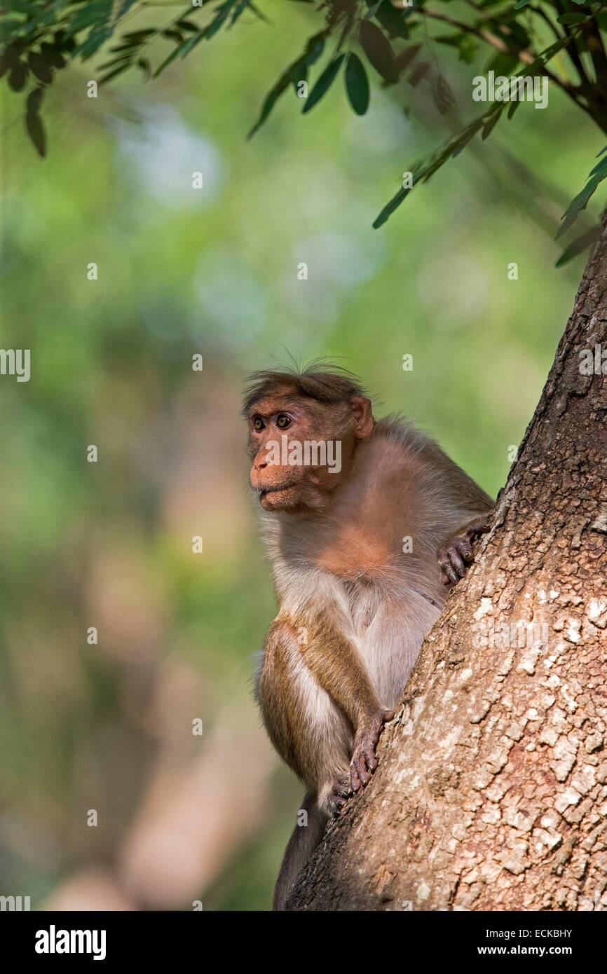 Indien, Bundesstaat Karnataka, Nagarhole Nationalpark, Tiger Reserve von Kabini, Motorhaube Makaken (Macaca Radiata), Erwachsene Stockfoto