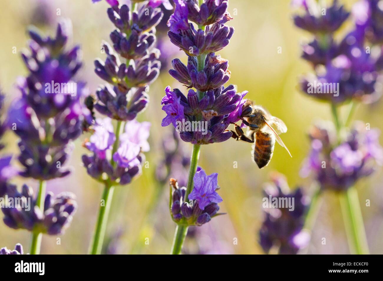 Frankreich, Vaucluse, Sault Biene auf einen Zweig Lavendel Stockfoto