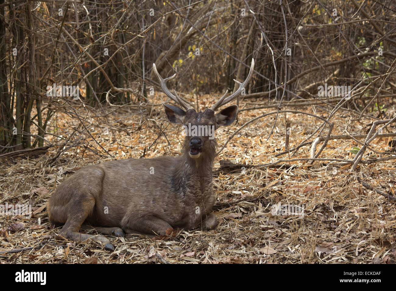 Sambar (Rusa unicolor), Tadoba Nationalpark Stockfoto