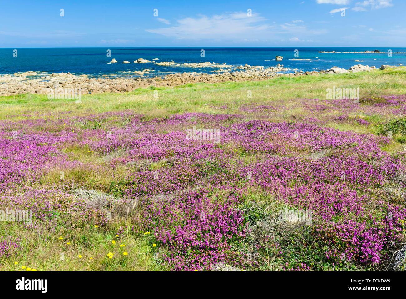 Frankreich, Manche, Cotentin, Fermanville, Cap Levi, Heide in voller Blüte Stockfoto