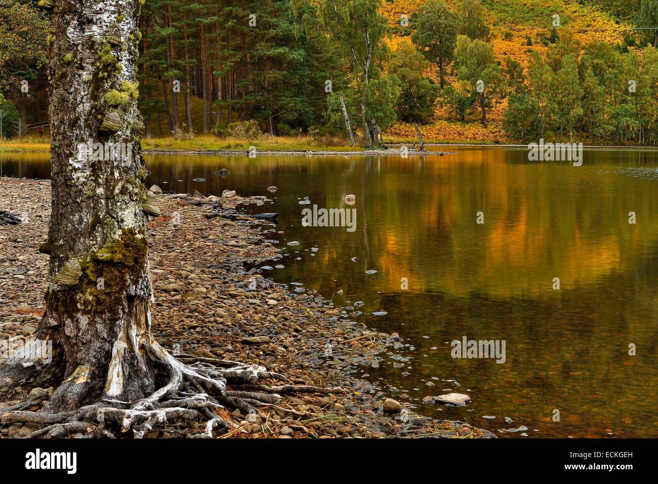 Großbritannien, Schottland, Cairngorms Nationalpark, Loch Garten Naturlandschaft horizontalen Blick auf einen ruhigen See im Herbst Stockfoto