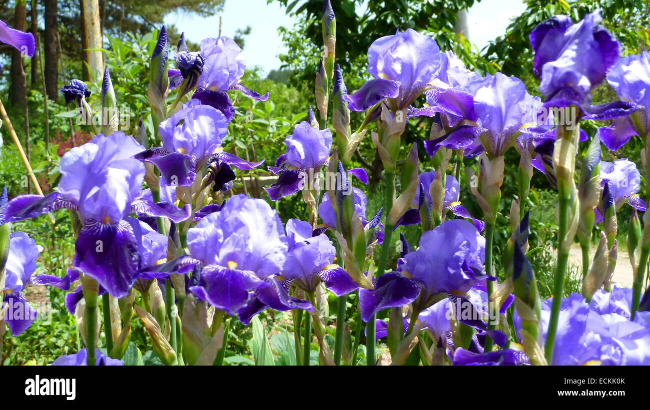 Blaue Iris in einem Garten. Stockfoto