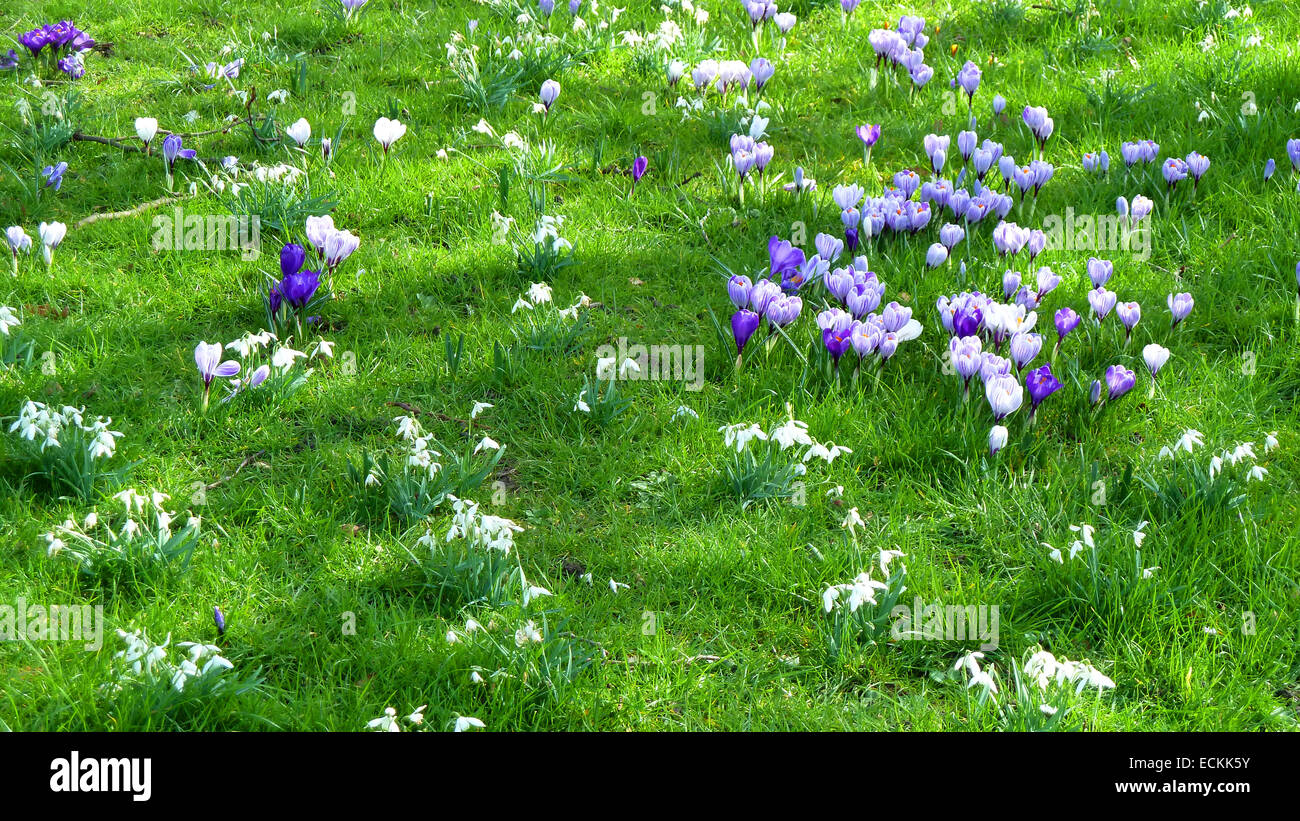 Frühlingsblumen in einem Feld auf einem sonnigen Tag. Stockfoto