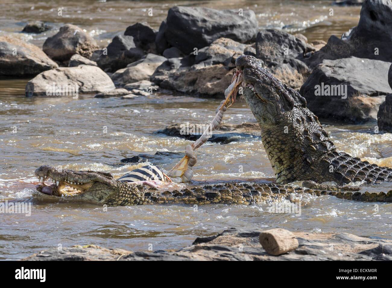 Kenia, Masai Mara Reserve, Nil-Krokodil (Crocodylus Niloticus), Eidechsen verschlingt ein Zebra erfasst am Ufer des Mara Flusses Stockfoto