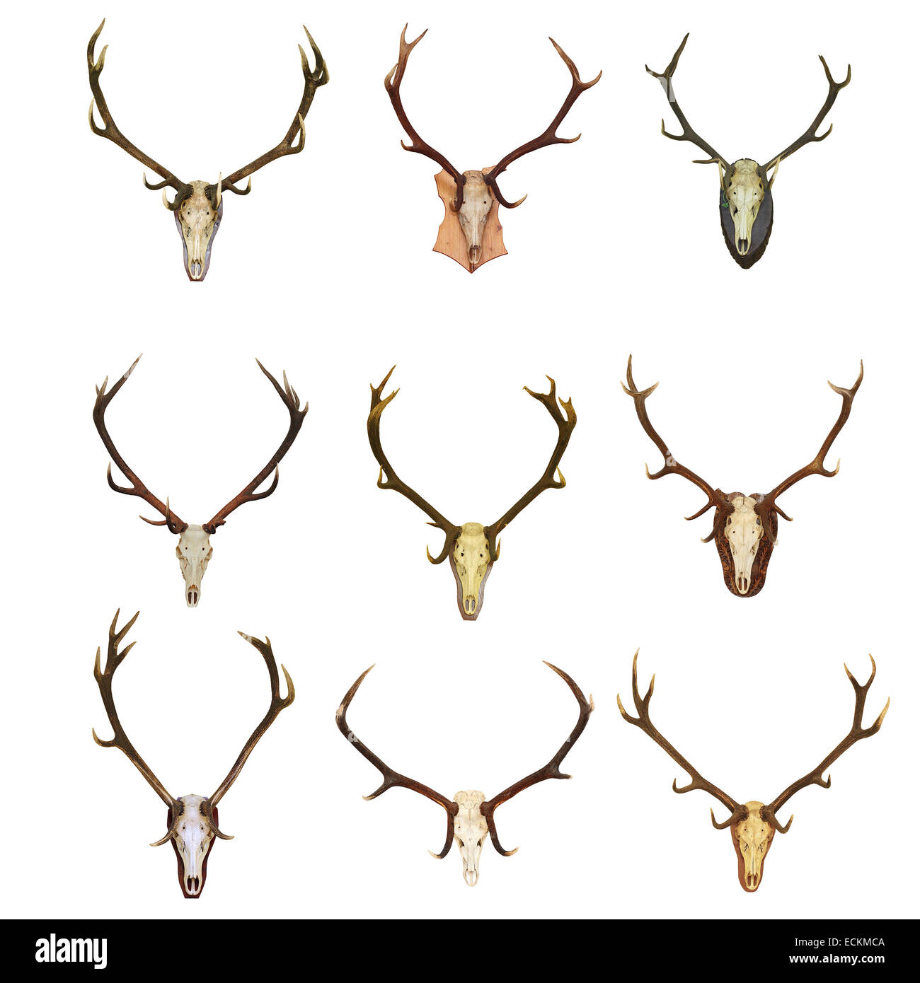 Sammlung von Rotwild Jagdtrophäen (Cervus Elaphus), schöne Böcke, isoliert auf weißem Hintergrund Stockfoto