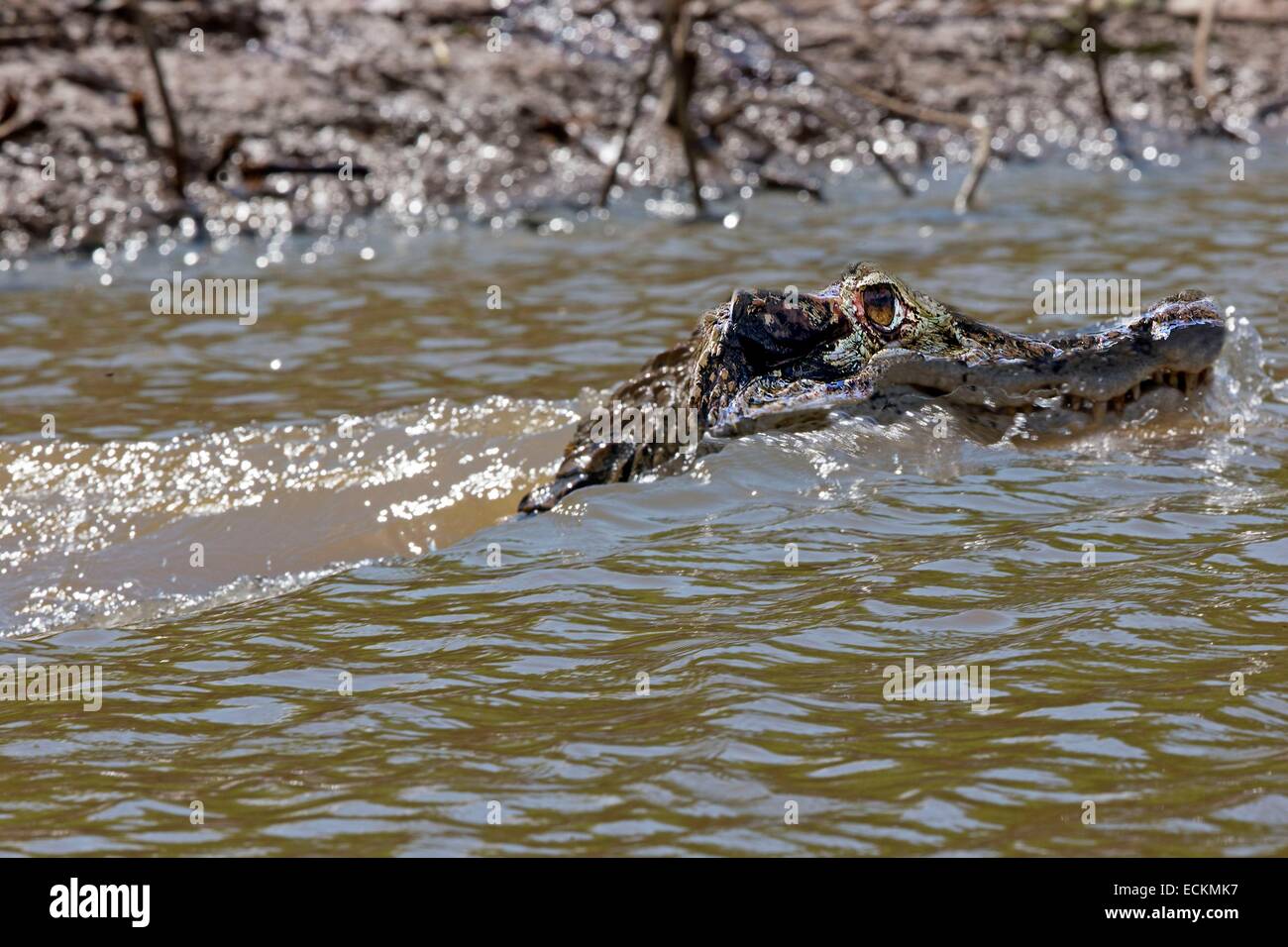 Brasilien, Bundesstaat Amazonas, Amazonas-Becken, schwarze Kaimane (Melanosuchus Niger) Stockfoto