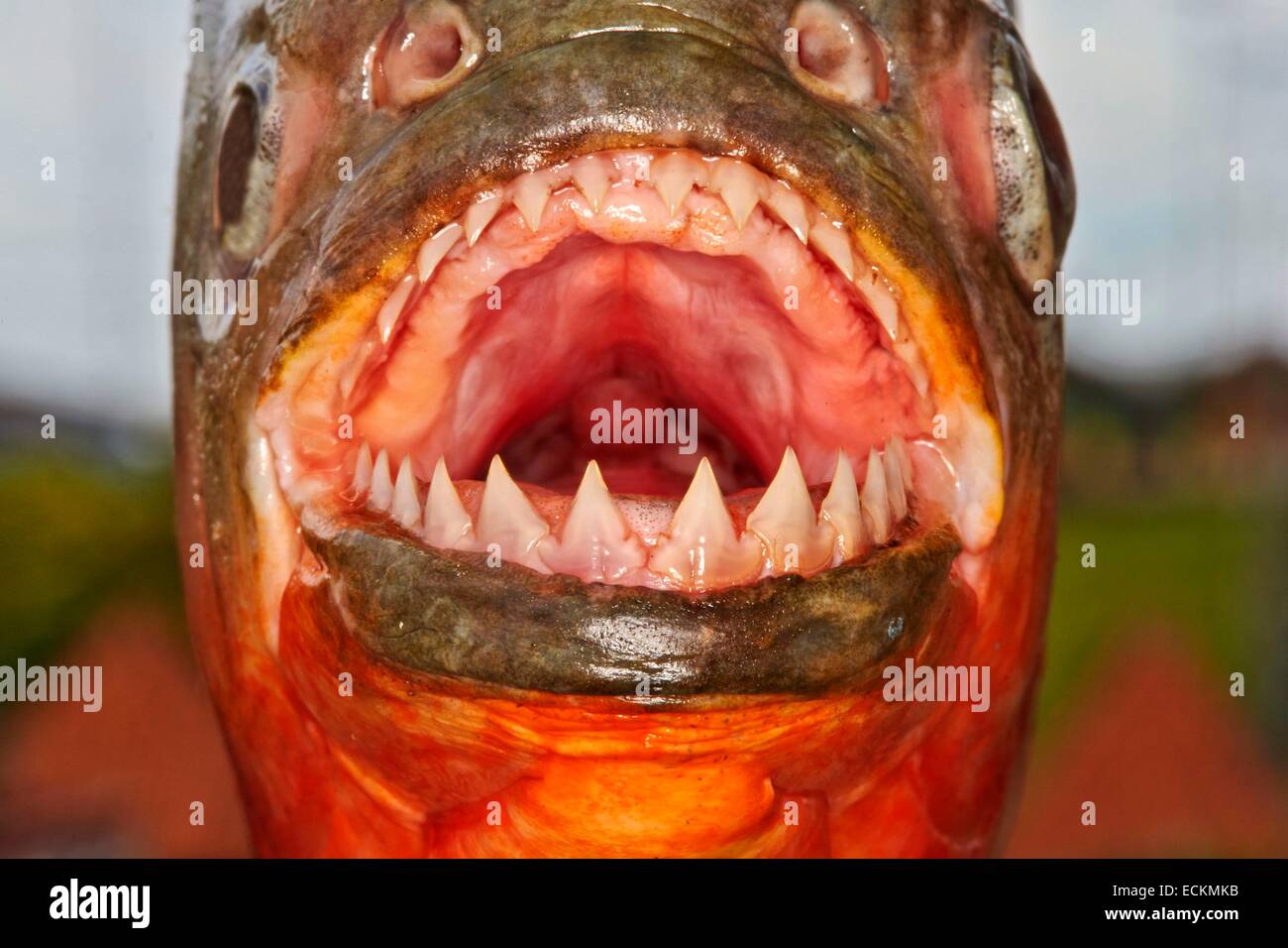 Brasilien, Bundesstaat Amazonas, Amazonas-Becken, entlang dem Rio Ipixuna, rote Piranhas oder roter Piranha (Pygocentrus Nattereri) Stockfoto