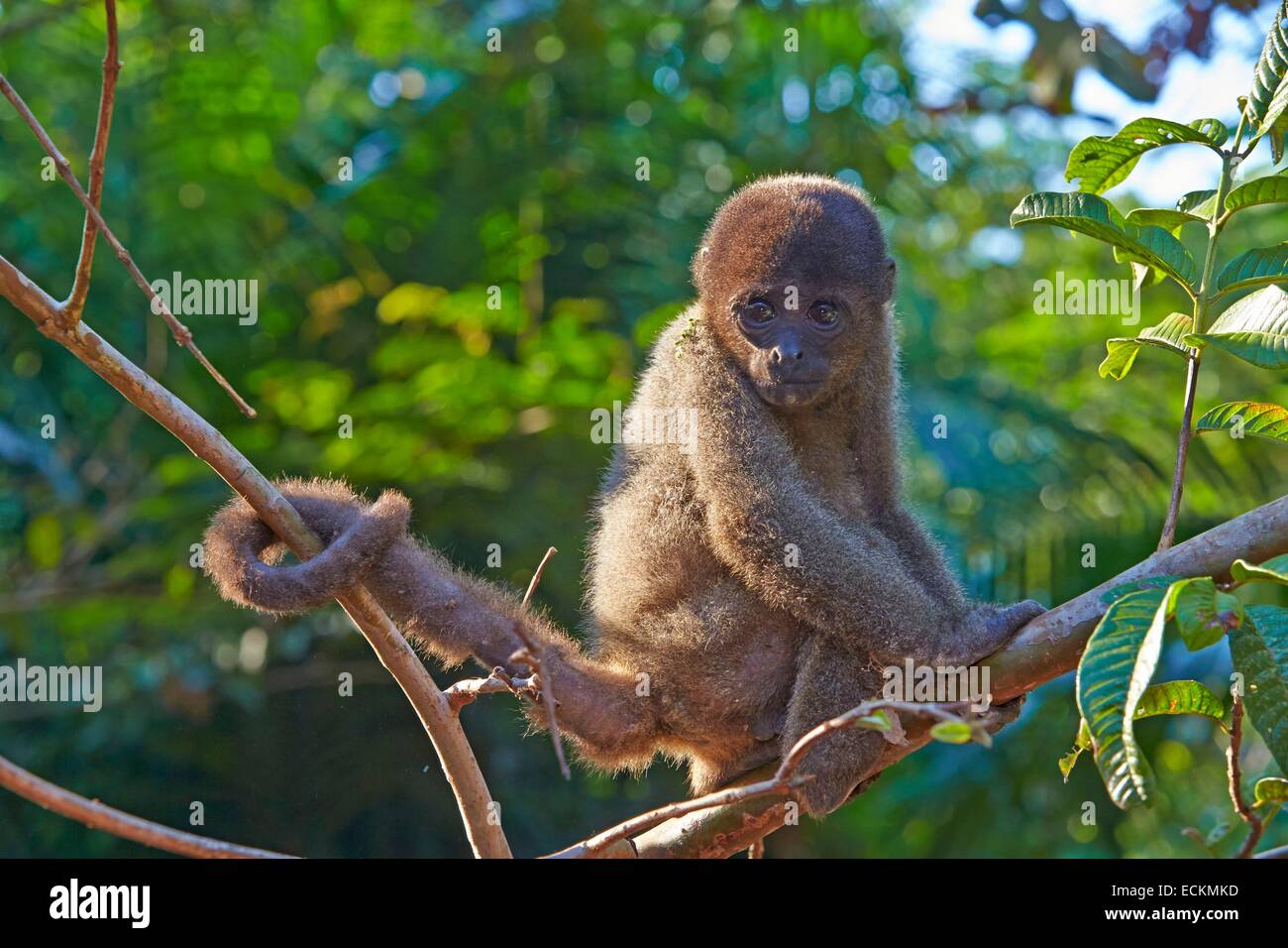 Brasilien, Bundesstaat Amazonas, Amazonas-Becken, braun wollig Affe,  gemeinsame wollige Affen (Lagothrix Lagotricha), junges baby  Stockfotografie - Alamy