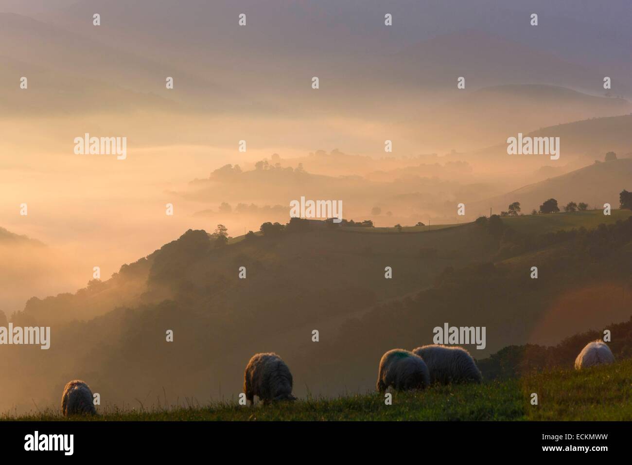 Frankreich, Pyrenees Atlantiques, Baskenland, Itxassou, Artzamendi, Berglandschaft bei Sonnenaufgang, Morgennebel im Tal, Herde Schafe auf einer Weide Stockfoto