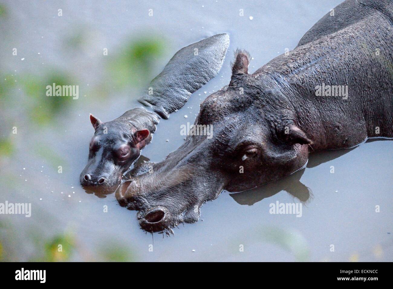 Kenia, Masai Mara Reserve, Nilpferd amphibische (Hippopotamus Amphibius) Mutter schützen ihre jungen in den Mara River Stockfoto