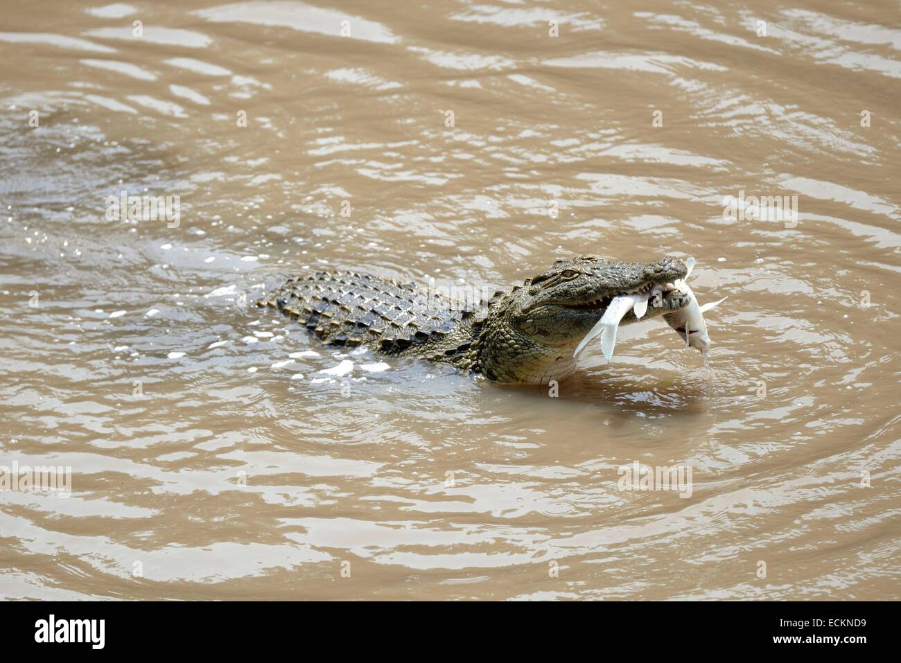 Kenia, Masai Mara Reserve, Nil-Krokodil (Crocodylus Niloticus) aus der Aufnahme ein Fisch in den Mara River Stockfoto