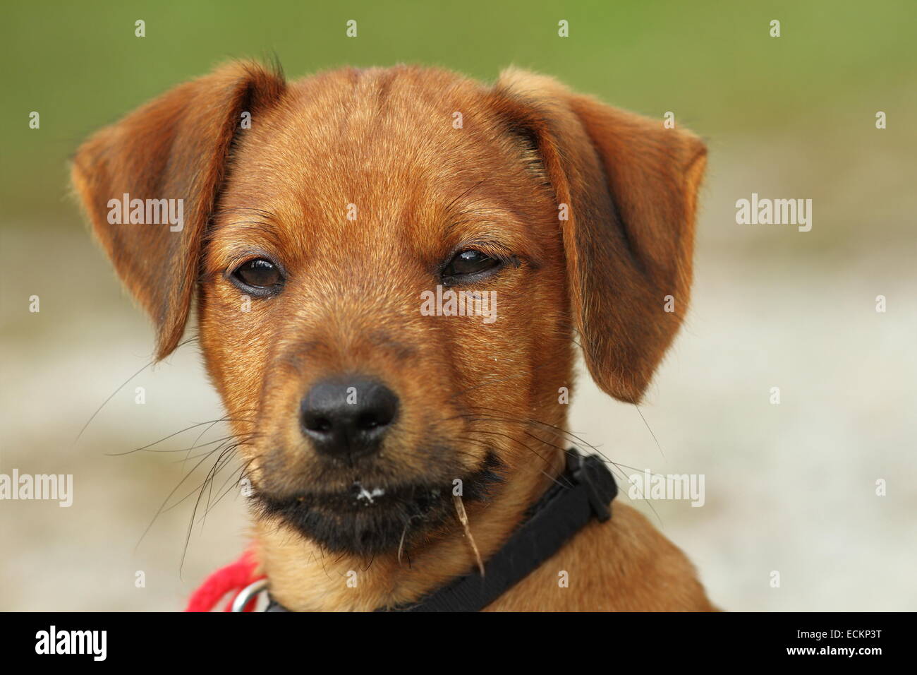 Porträt eines Vizsla Welpen über grün aus Fokus Hintergrund Stockfoto