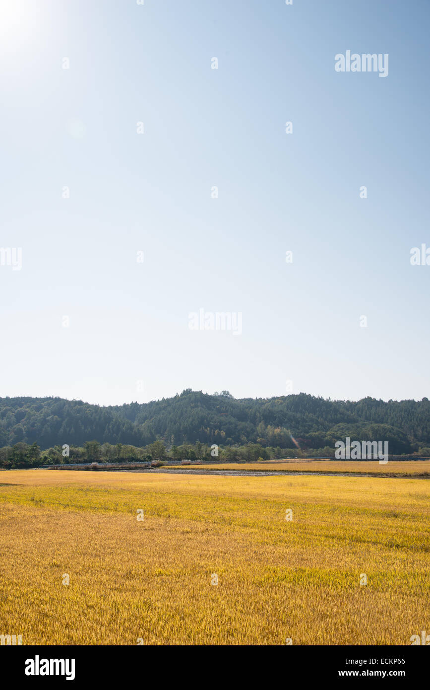 gut gereifte goldener Reispflanzen im Herbst Stockfoto