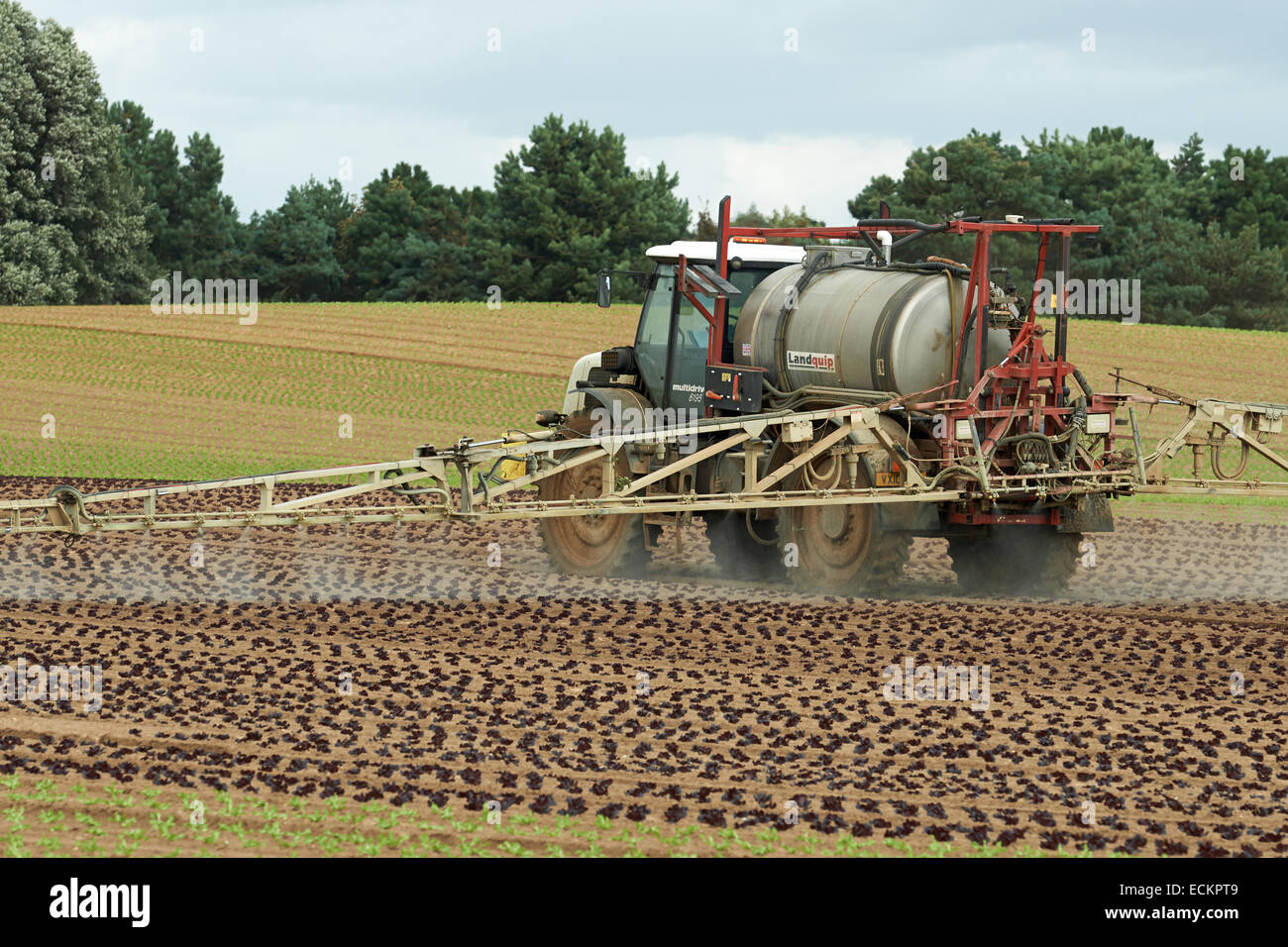 Mit Pestiziden besprühte Salbstoffe UK Stockfoto