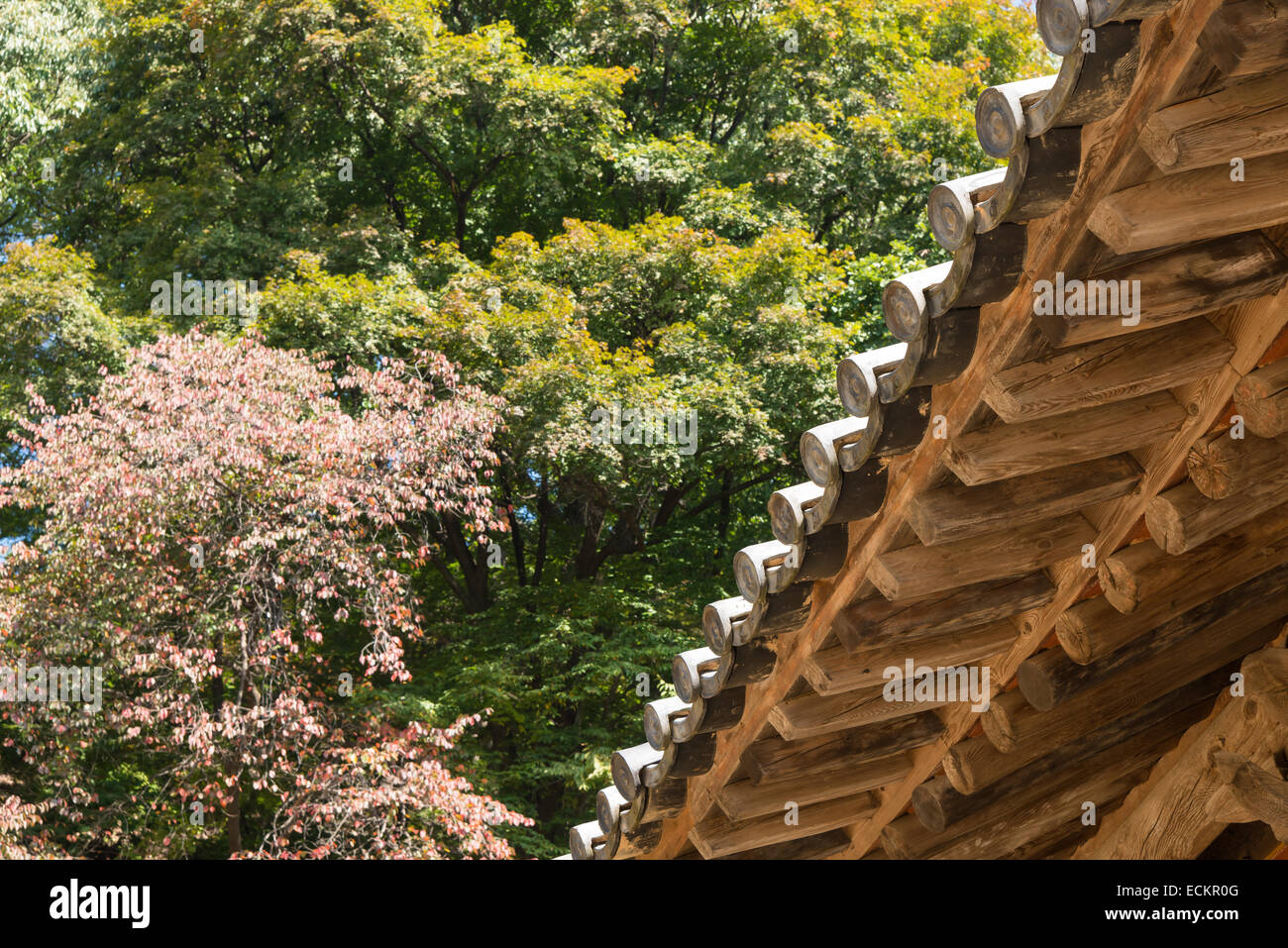 Unterseite des koreanischen traditionellen Traufe mit einem Wald-Hintergrund Stockfoto