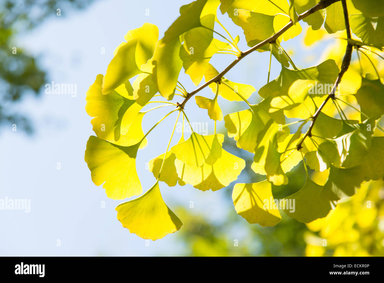 Nahaufnahme von gelblich grün Ginkgo Blätter im Herbst Stockfoto