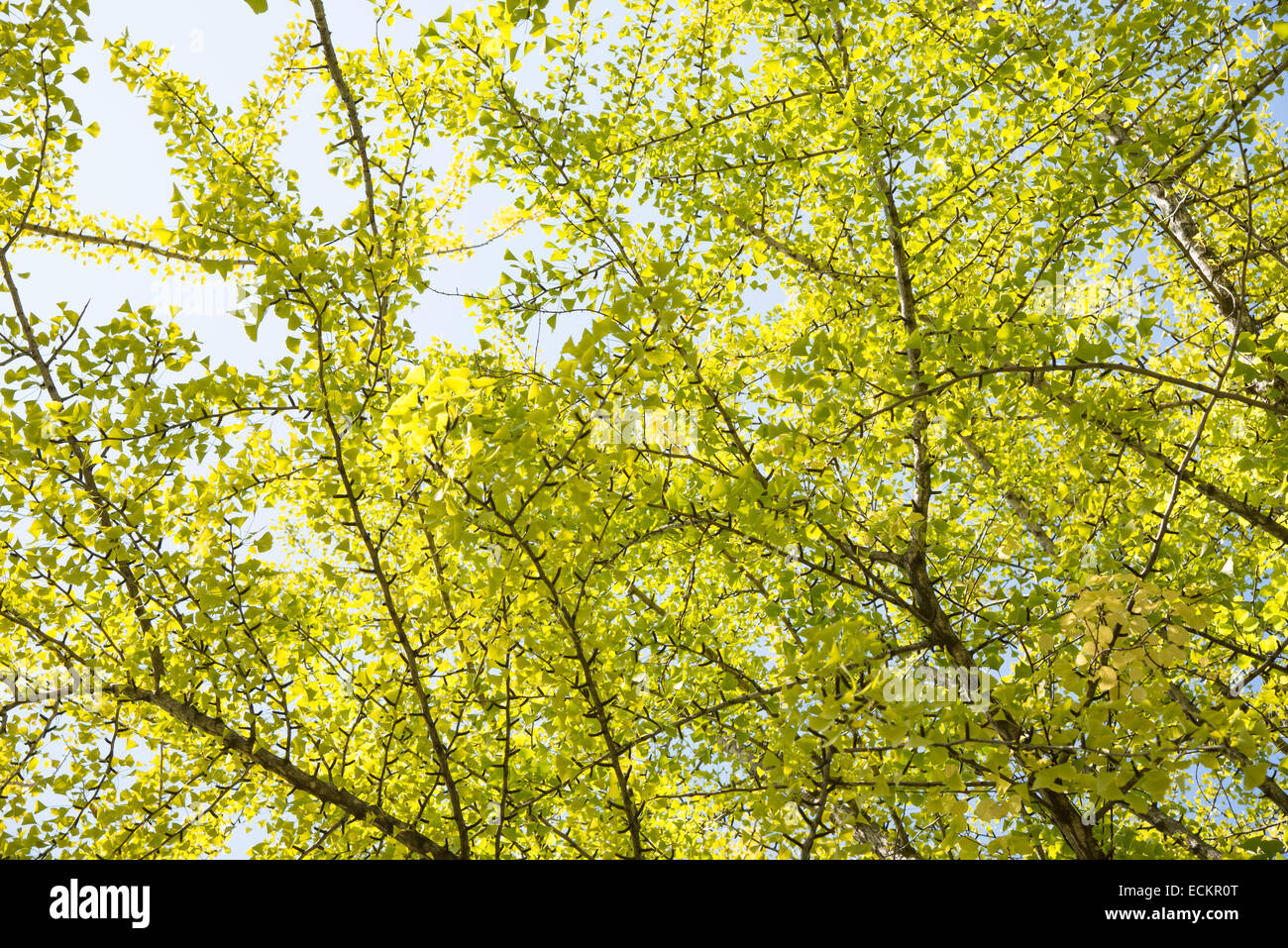 Brach mit gelblich grünen Ginkgo Blätter im Herbst Stockfoto