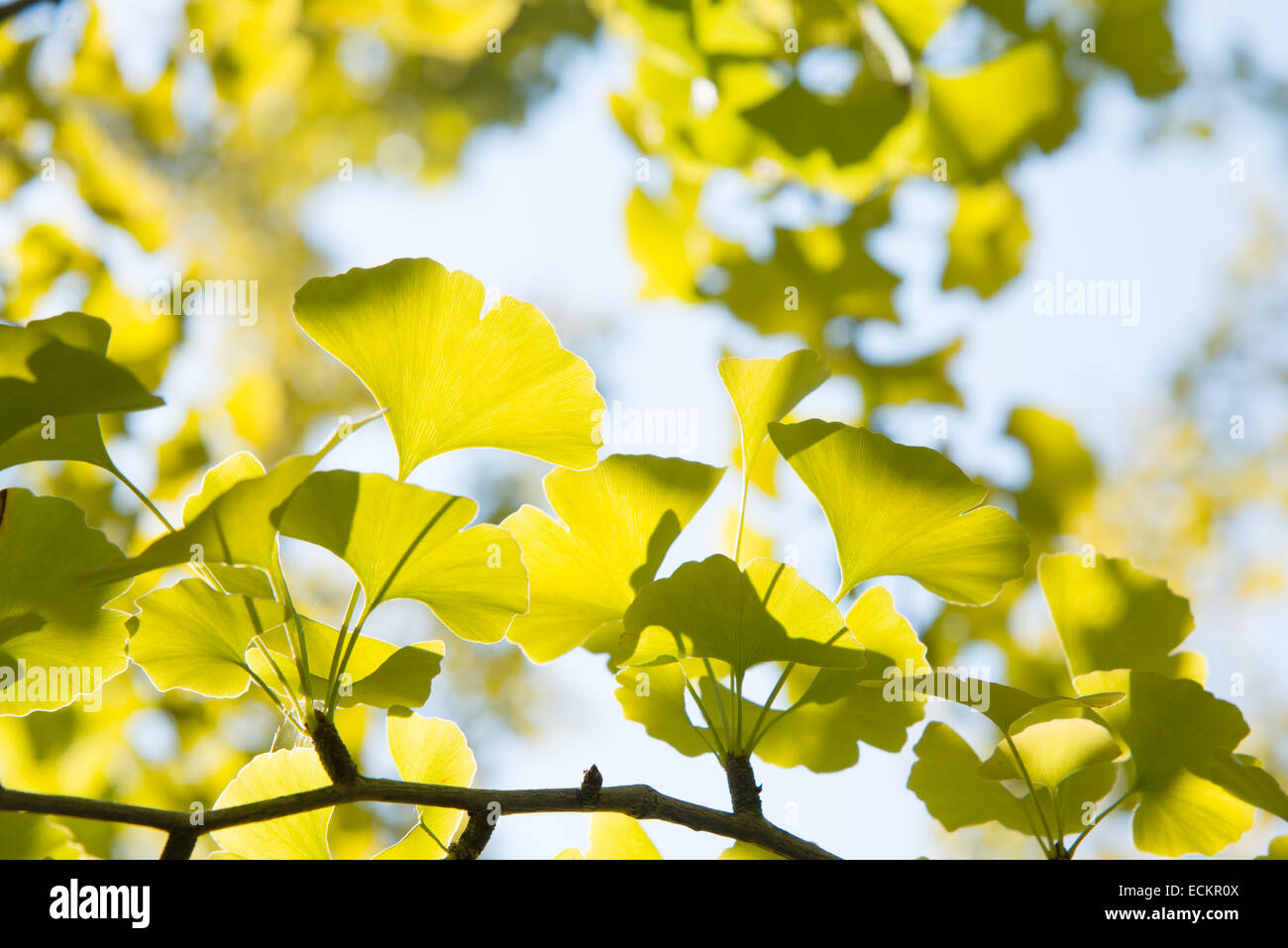 Nahaufnahme von gelblich grün Ginkgo Blätter im Herbst Stockfoto