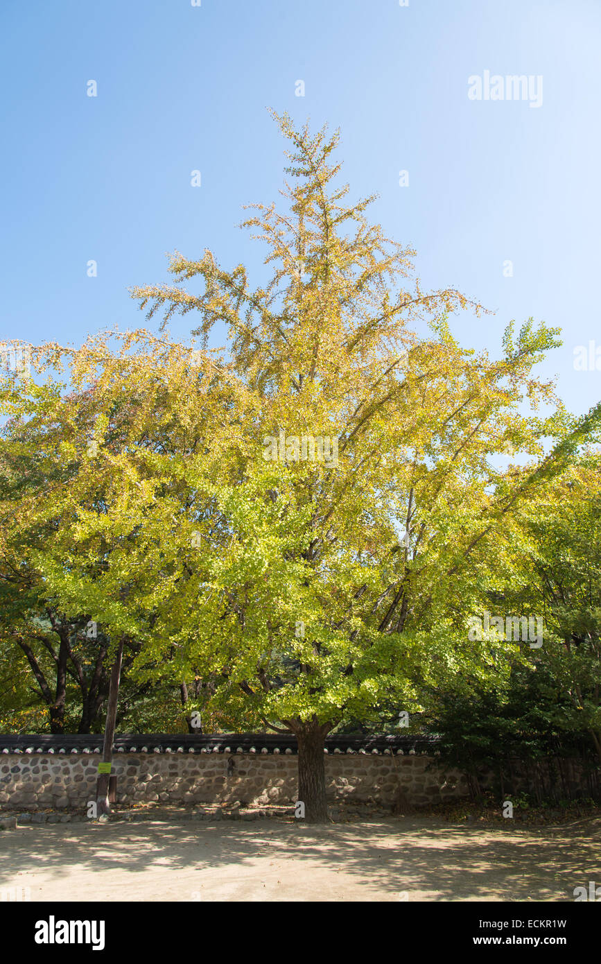 gelbe große Ginkgo-Baum mit einer koreanischen Treaditional Wand im Herbst Stockfoto