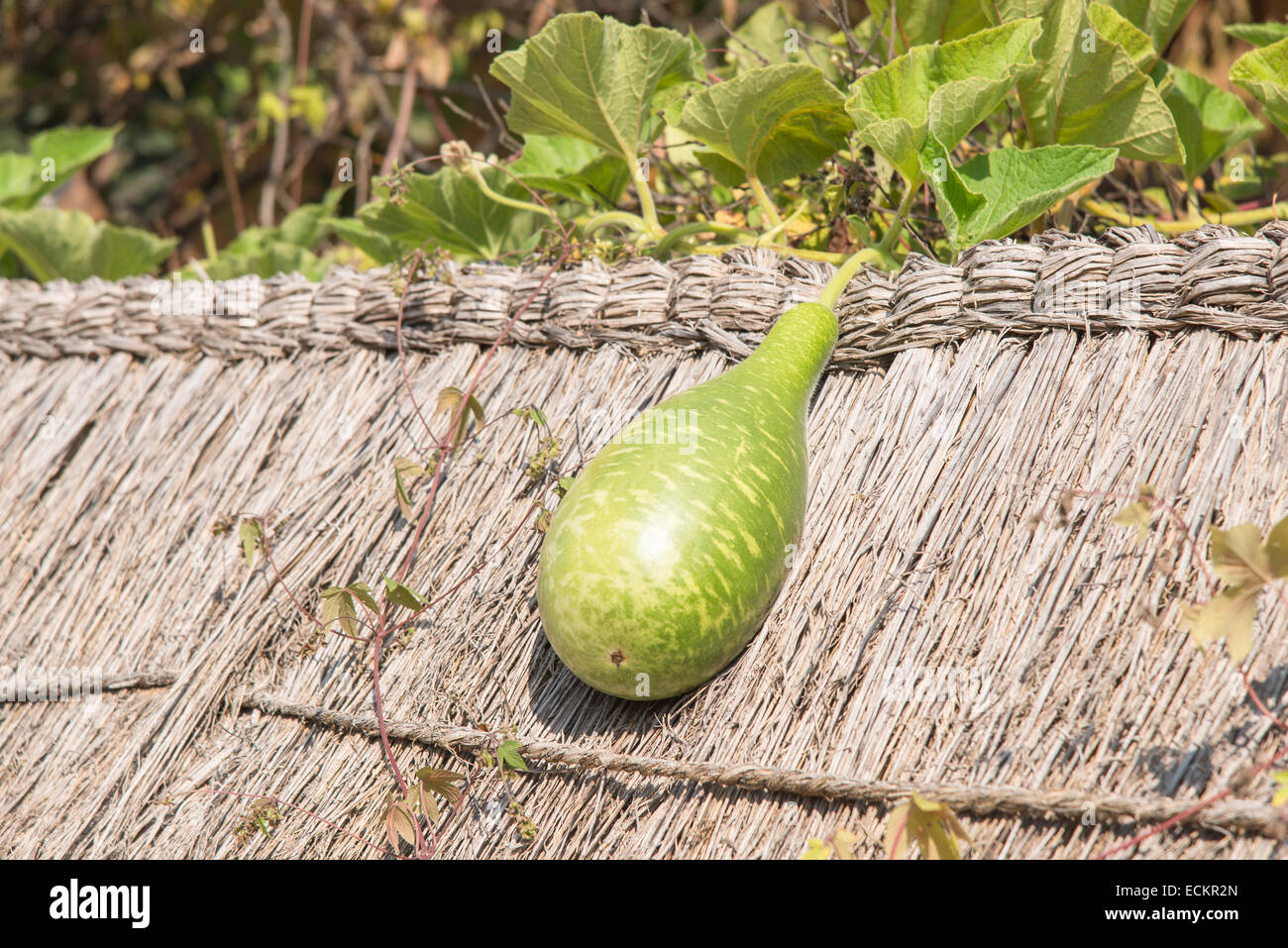 frische grüne Squash auf Stroh Dach des koreanischen traditionellen Wand Stockfoto