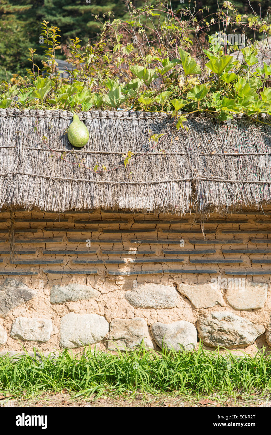 frische grüne Squash auf Stroh Dach des koreanischen traditionellen Wand Stockfoto