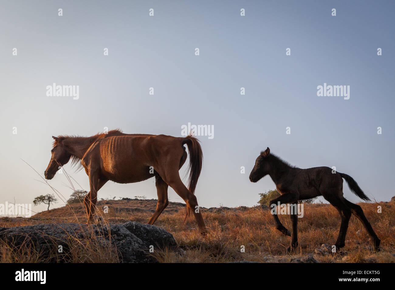 Ponys bewegen sich während der Trockenzeit auf Trockenrasen im Dorf Prailiang in Mondu, Kanatang, Ostsumba, Indonesien. Stockfoto