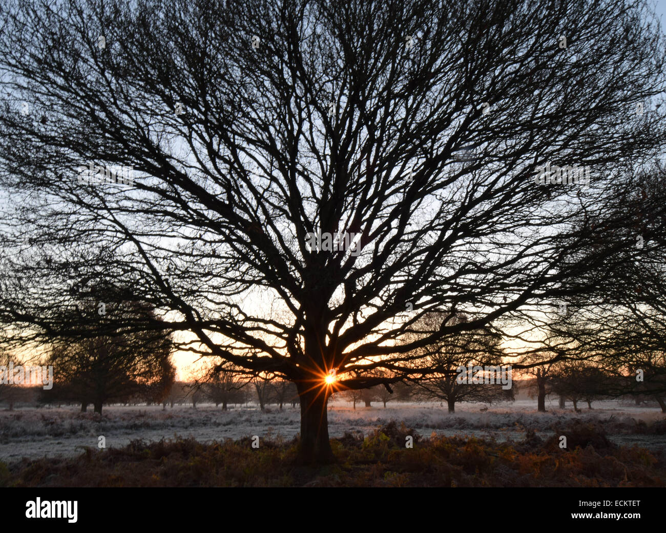 Streifen Sie die Dämmerung von Richmond Park in Surrey.Where Dutzende von Hirsch gesehen frei ungestört von allem, was um sie herum vorgeht. Stockfoto