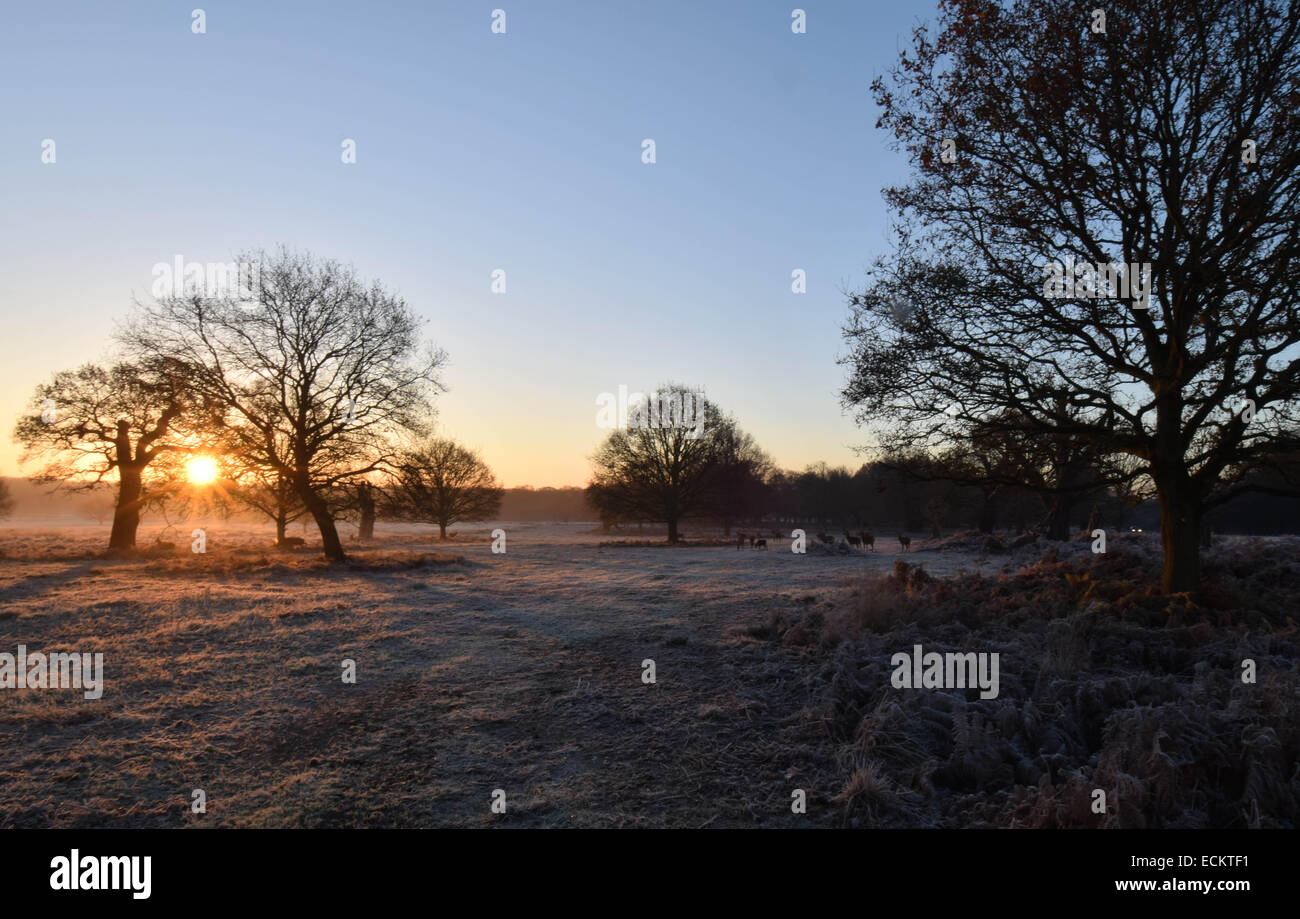 Streifen Sie die Dämmerung von Richmond Park in Surrey.Where Dutzende von Hirsch gesehen frei ungestört von allem, was um sie herum vorgeht. Stockfoto