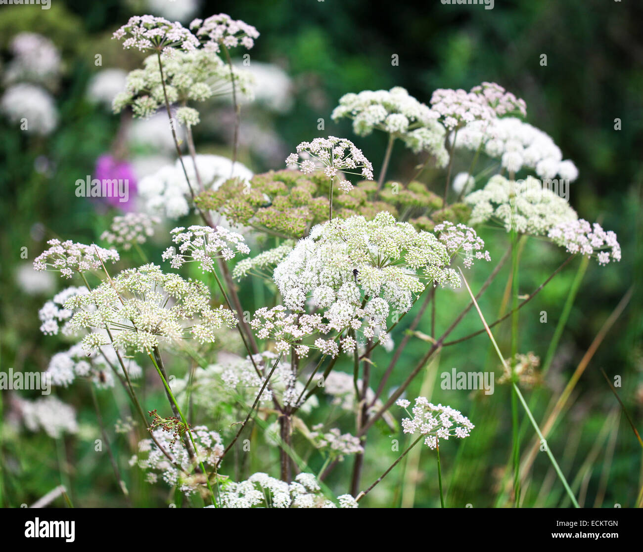 Die weißen Blüten des Anthriscus Sylvestris bekannt als Kuh Petersilie in einem Garten im Sommer England UK Stockfoto