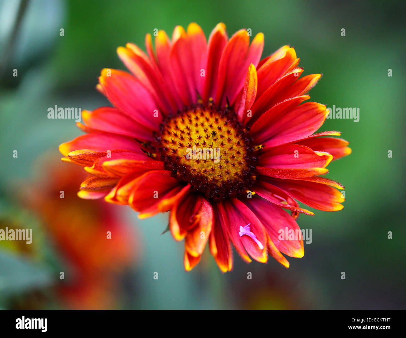 Ein Gaillardia "Arizona rote Farbtöne" Blüte mit roten und gelben Spitzen Blütenblättern Stockfoto