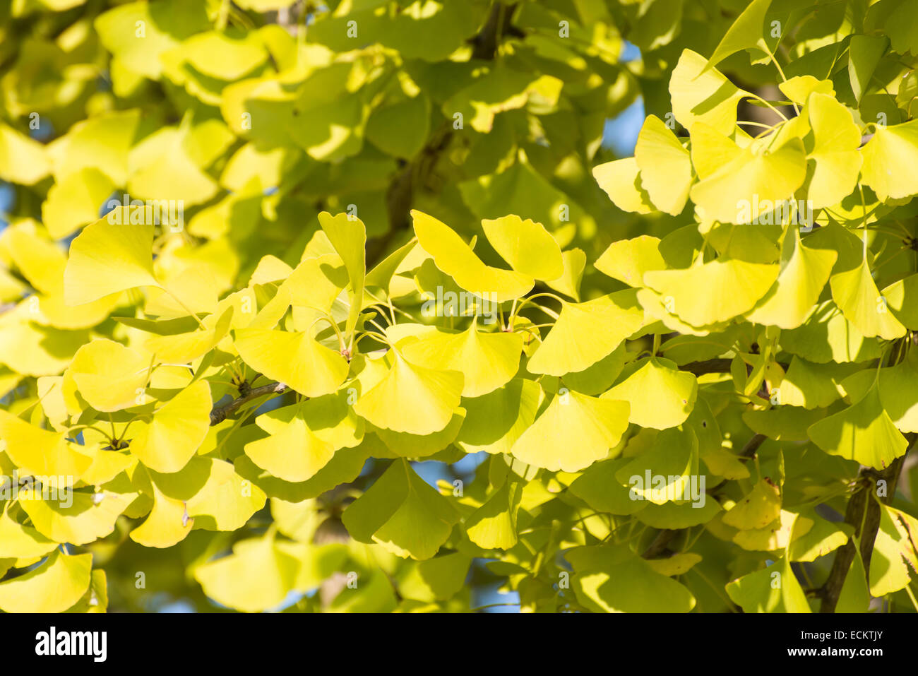 Nahaufnahme von gelblich grün Ginkgo Blätter im Herbst Stockfoto