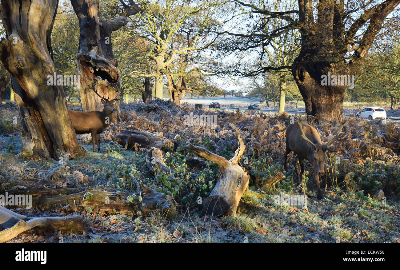 Streifen Sie die Dämmerung von Richmond Park in Surrey.Where Dutzende von Hirsch gesehen frei ungestört von allem, was um sie herum vorgeht. Stockfoto