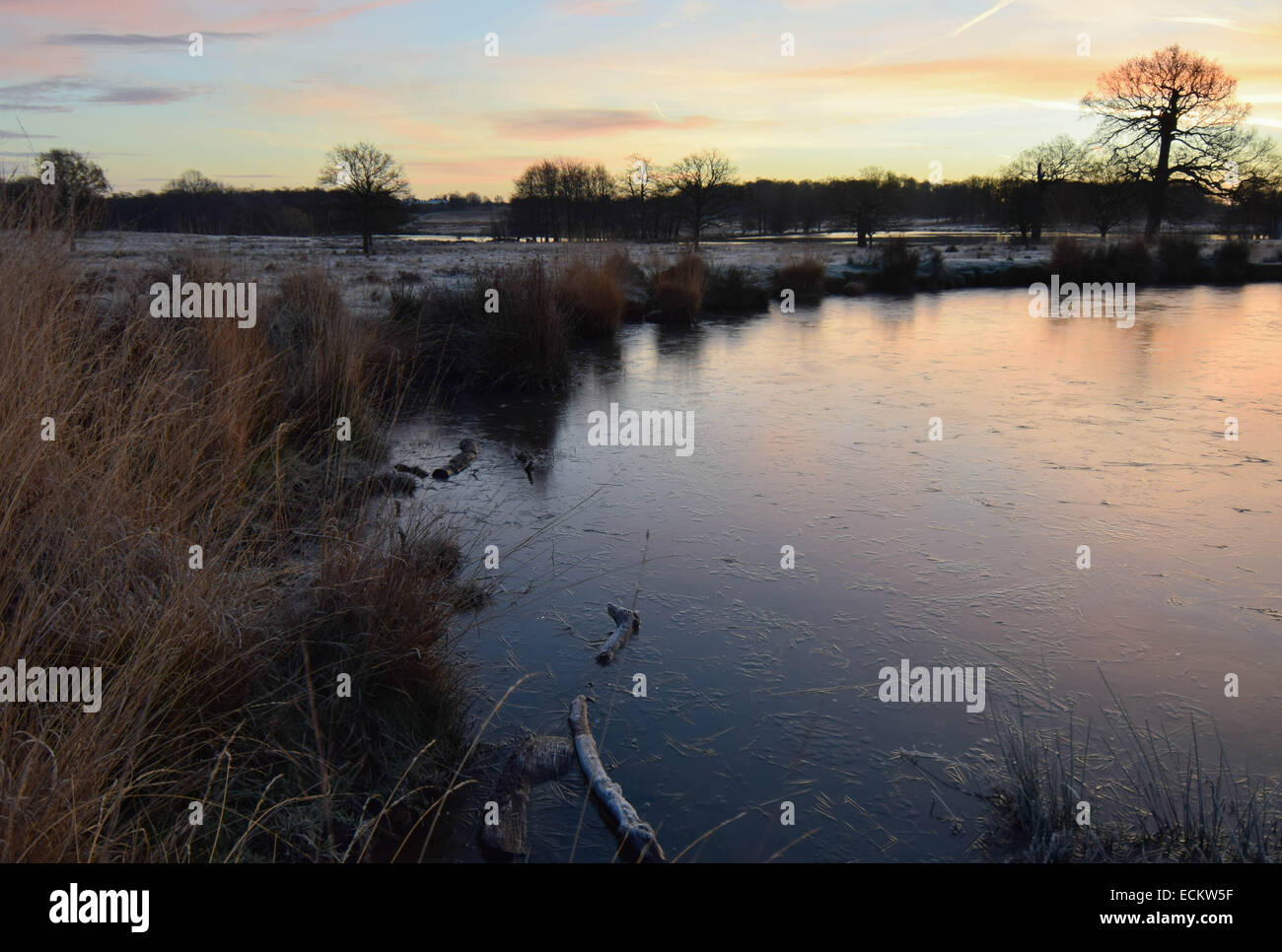 Streifen Sie die Dämmerung von Richmond Park in Surrey.Where Dutzende von Hirsch gesehen frei ungestört von allem, was um sie herum vorgeht. Stockfoto