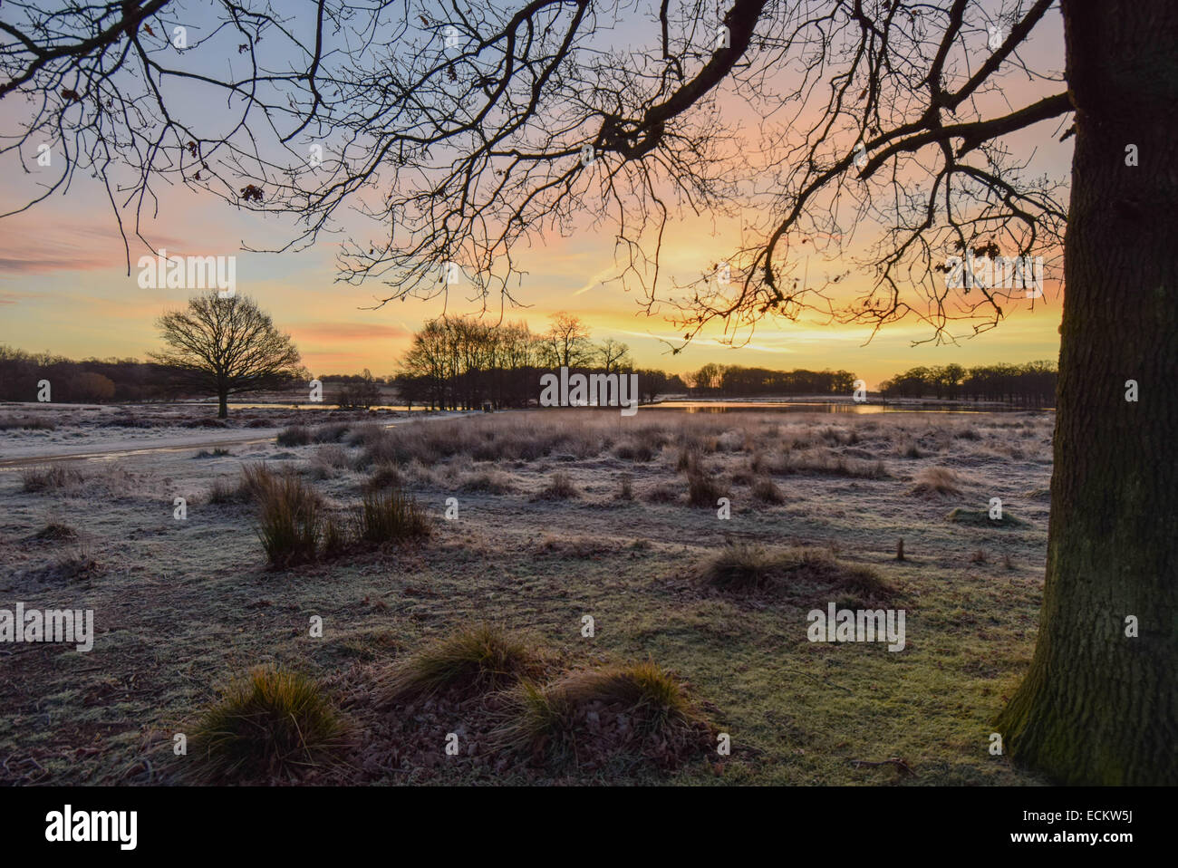 Streifen Sie die Dämmerung von Richmond Park in Surrey.Where Dutzende von Hirsch gesehen frei ungestört von allem, was um sie herum vorgeht. Stockfoto