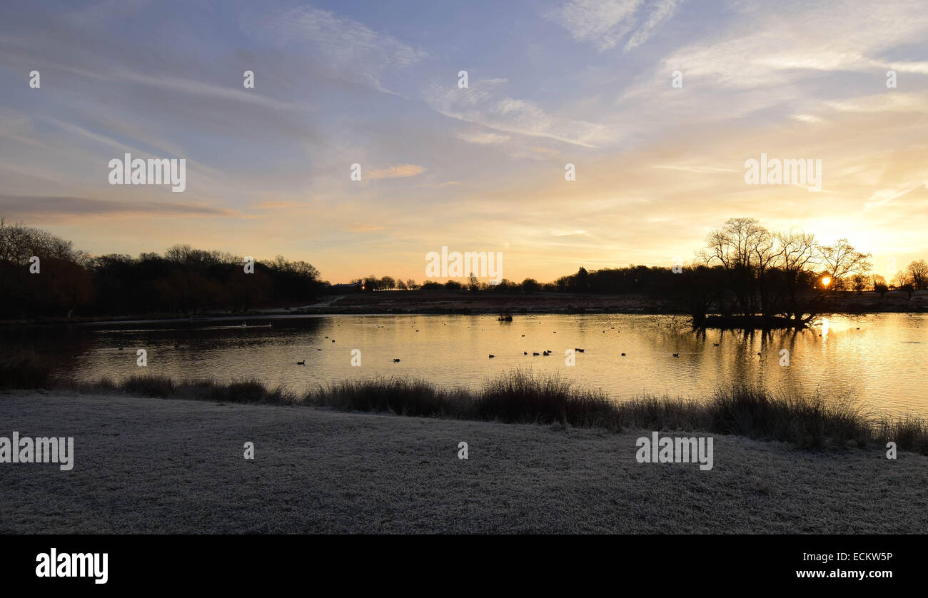 Streifen Sie die Dämmerung von Richmond Park in Surrey.Where Dutzende von Hirsch gesehen frei ungestört von allem, was um sie herum vorgeht. Stockfoto