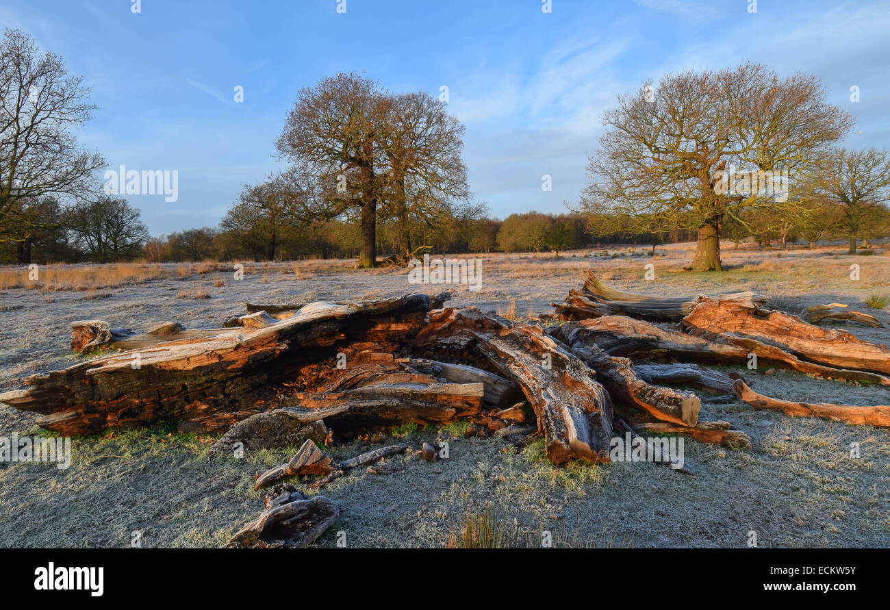 Streifen Sie die Dämmerung von Richmond Park in Surrey.Where Dutzende von Hirsch gesehen frei ungestört von allem, was um sie herum vorgeht. Stockfoto