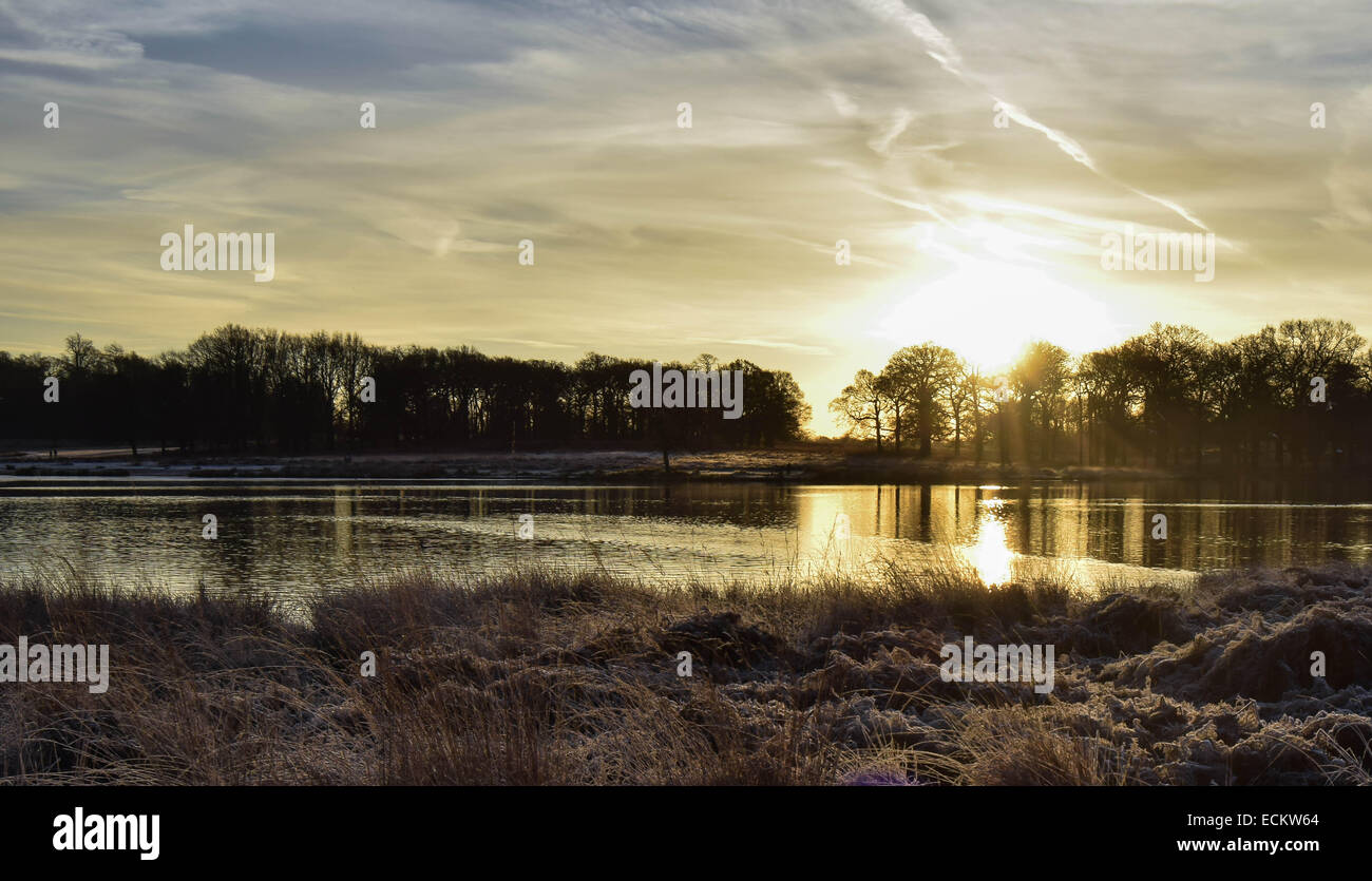 Streifen Sie die Dämmerung von Richmond Park in Surrey.Where Dutzende von Hirsch gesehen frei ungestört von allem, was um sie herum vorgeht. Stockfoto