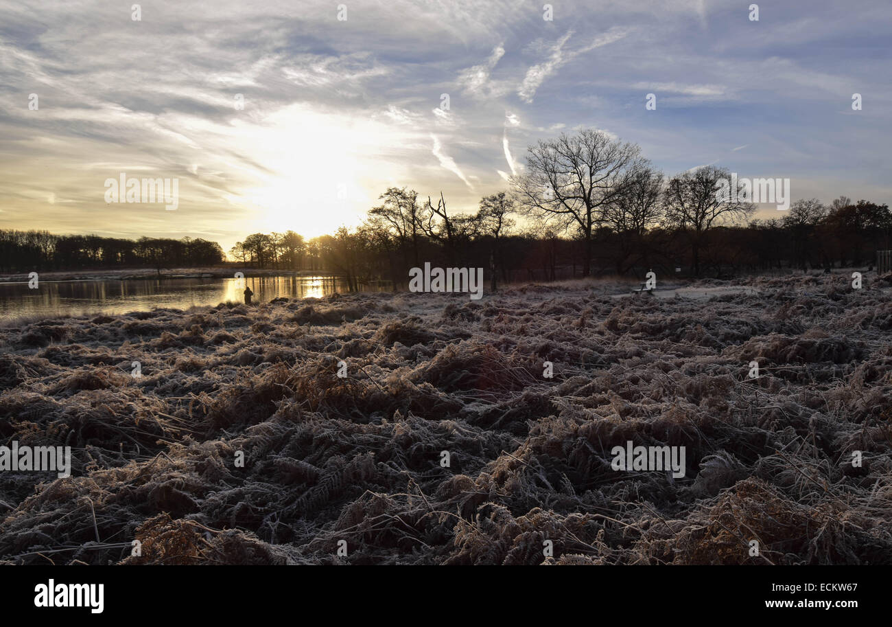 Streifen Sie die Dämmerung von Richmond Park in Surrey.Where Dutzende von Hirsch gesehen frei ungestört von allem, was um sie herum vorgeht. Stockfoto