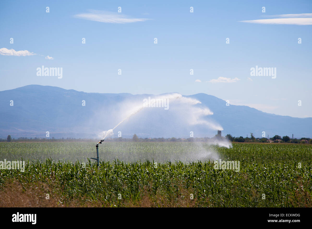 Bewässerung des Feldes mit Pflanzen im Sommertag. Stockfoto