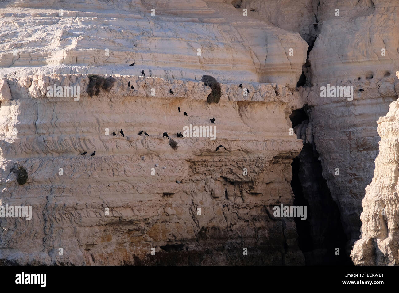 Vögel der Krähe Familie, ggf. Nebelkrähen, picken an kalkhaltigen Felsen.  Gedanken zur Fütterung auf Mineralsalze. Stockfoto