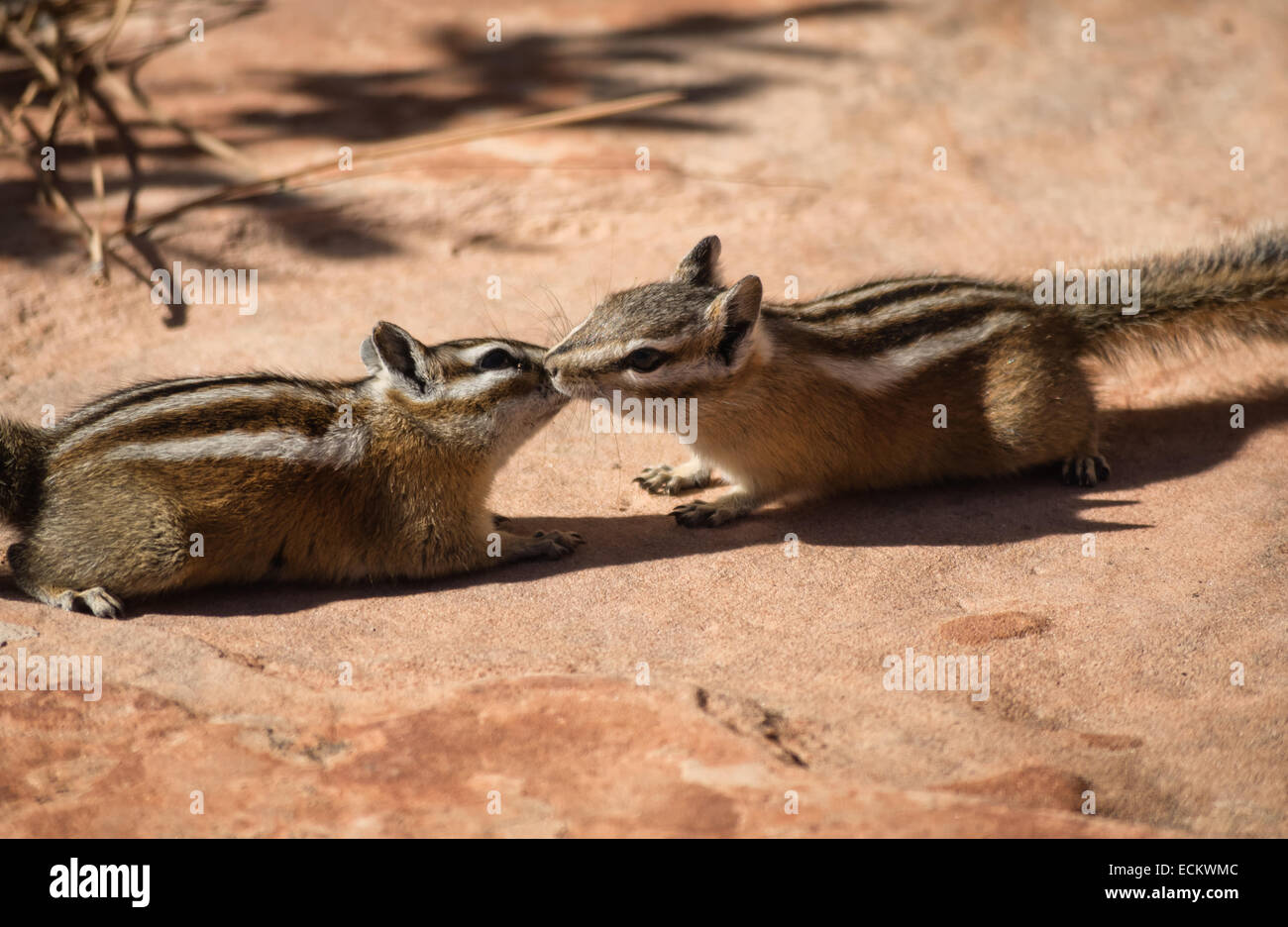 Zwei Streifenhörnchen in freier Natur Stockfoto