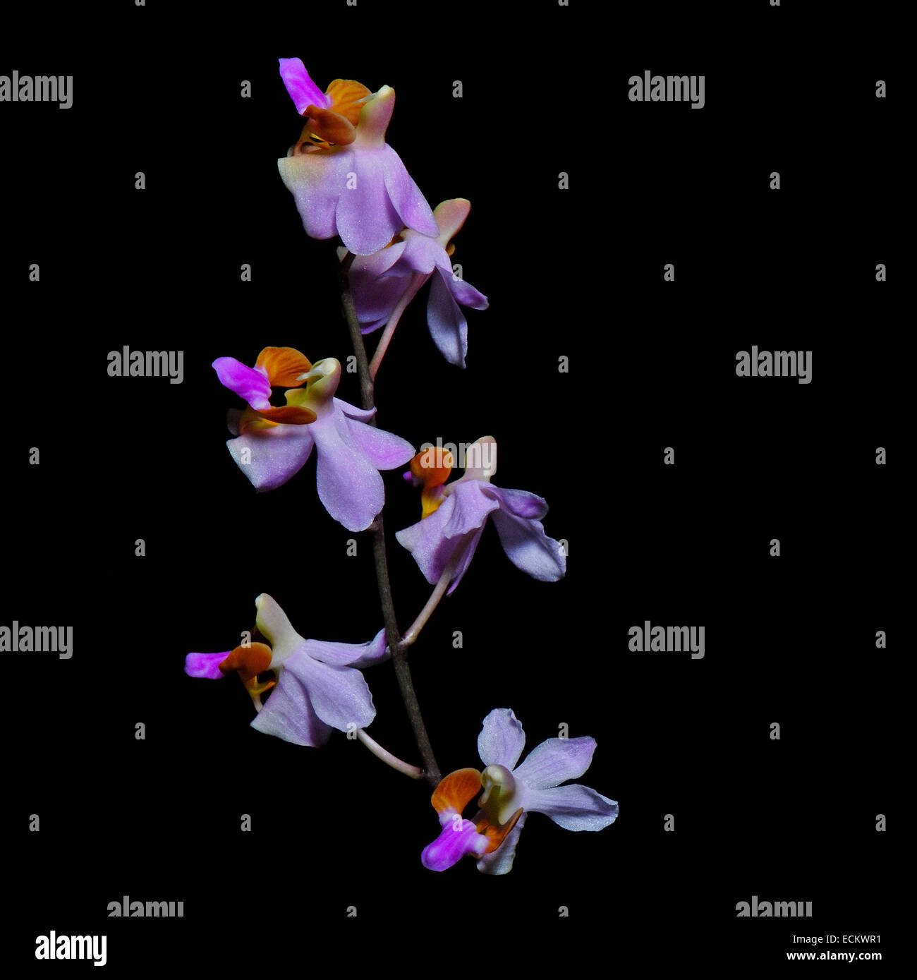 Schöne rosa terrestrischen Orchideen, Doritis Pulcherrima, auf schwarzem Hintergrund isoliert Stockfoto