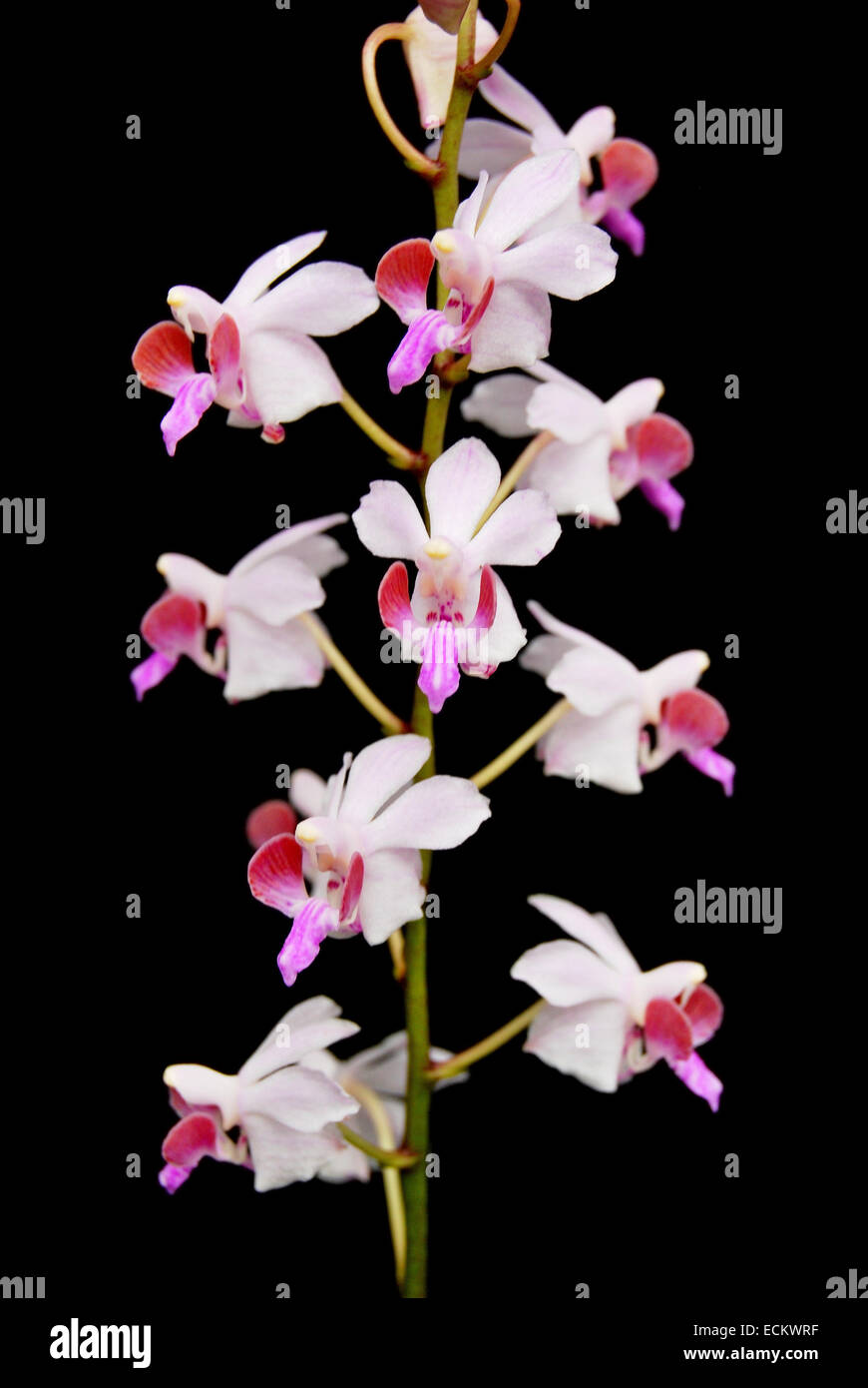 Schöne rosa terrestrischen Orchideen, Doritis Pulcherrima, auf schwarzem Hintergrund isoliert Stockfoto