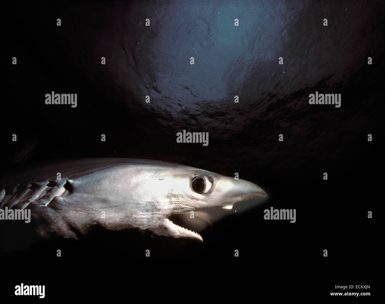 Alopias superciliosus Fotos und Bildmaterial in hoher Auflösung Alamy