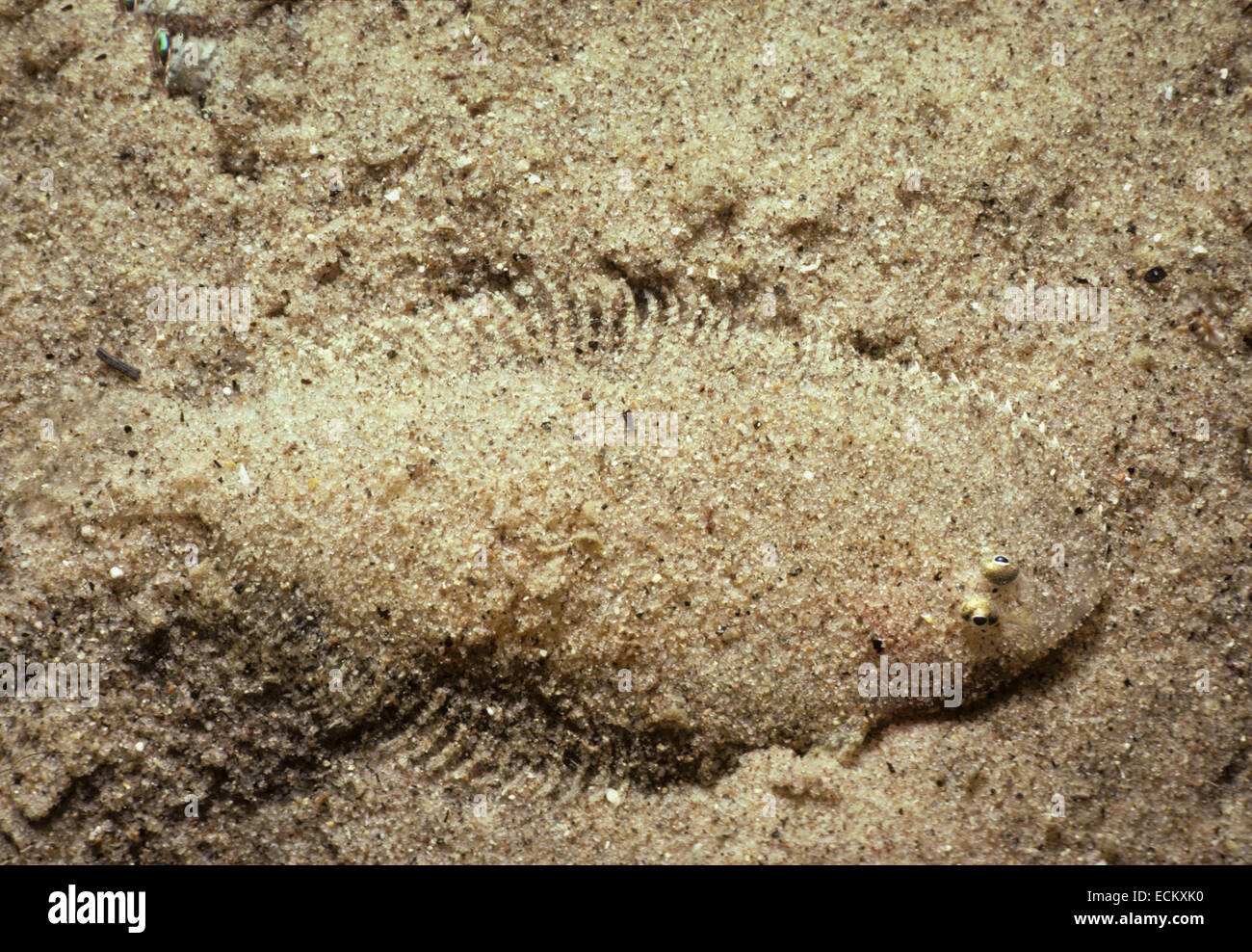 Moses Sole (Pardachirus Marmoratus) in Sand - Sinai, Ägypten, Rotes Meer getarnt. Stockfoto