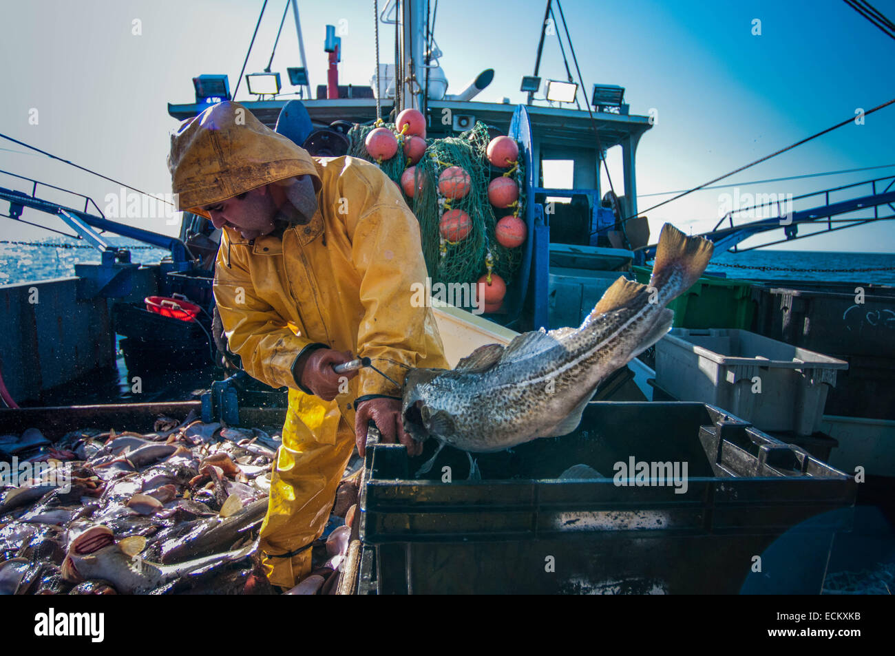 Fischer sortiert Fang von Kabeljau (Gadus Morrhua) auf dem Bootsdeck Angeln.  Stellwagen Bank, New England, USA, noch Stockfoto