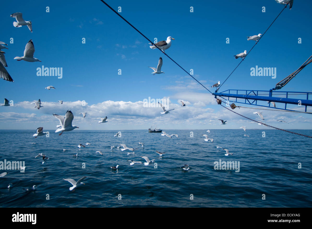 Möwen im Flug hinter Dragger Boot Stellwagen Banks, New England, Vereinigte Staaten von Amerika, Nord-Atlantik Stockfoto