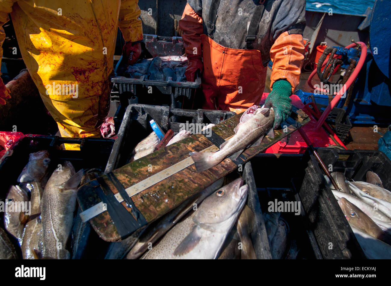 Fischer misst untermaßige Fische der Kabeljau (Gadus Morrhua) auf dem Deck der Fischerei Dragger. Stellwagen Bank, New England Stockfoto