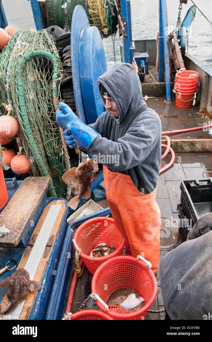 Fischerei-Beobachter prüft Gewicht der Beifang Longhorn Seeskorpion (Myoxocephalus Octodecemspinosus) auf dem Deck der Fischerei Dragger. Stockfoto