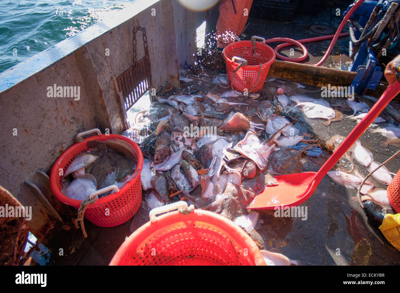 Fischer Schaufeln Beifang von kleinen Skate (Leucoraja Erinacea), amerikanischer Hummer (Häutung Americanus) und Yellowtail Flunder Stockfoto